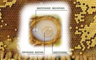 Маточное молочко: хранение в домашних условиях