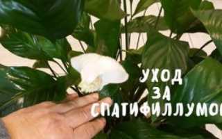 Спатифиллум – уход и выращивание в домашних условиях