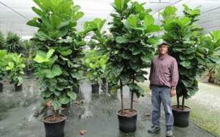 Фикус лировидный или скрипичный (ficus lyrata). уход, размножение, формирование