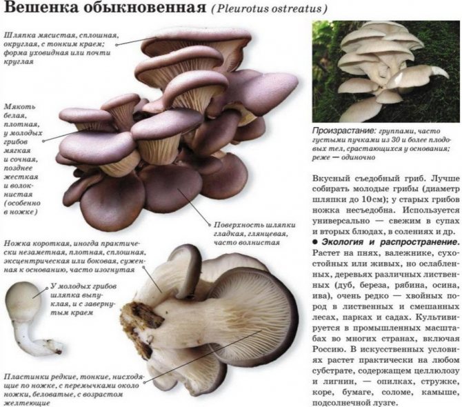 Гриб вешенка