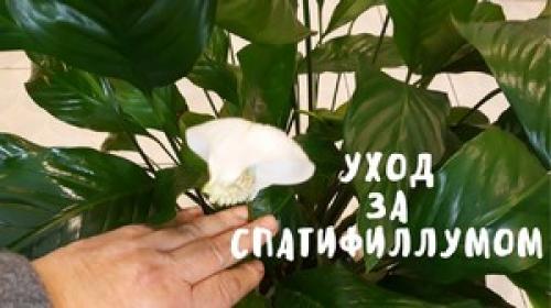 Спатифиллум, как ухаживать за цветком. Общее описание
