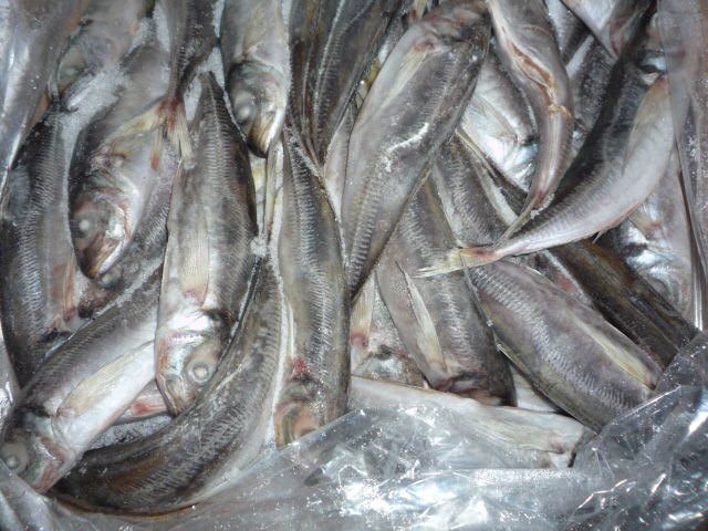 Сроки хранения замороженной рыбы