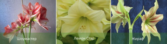 Виды цветка